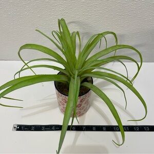 Green Potted Decorative Plant for Home Accents